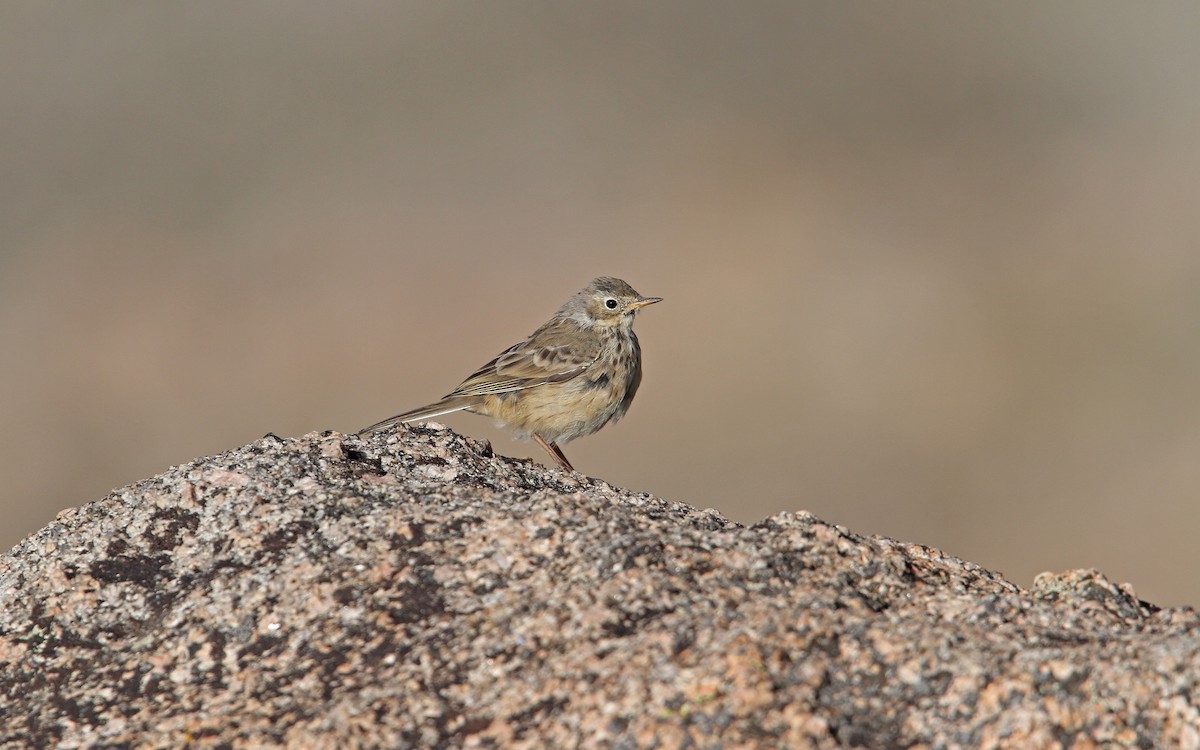 Pipit d'Amérique - ML112616701