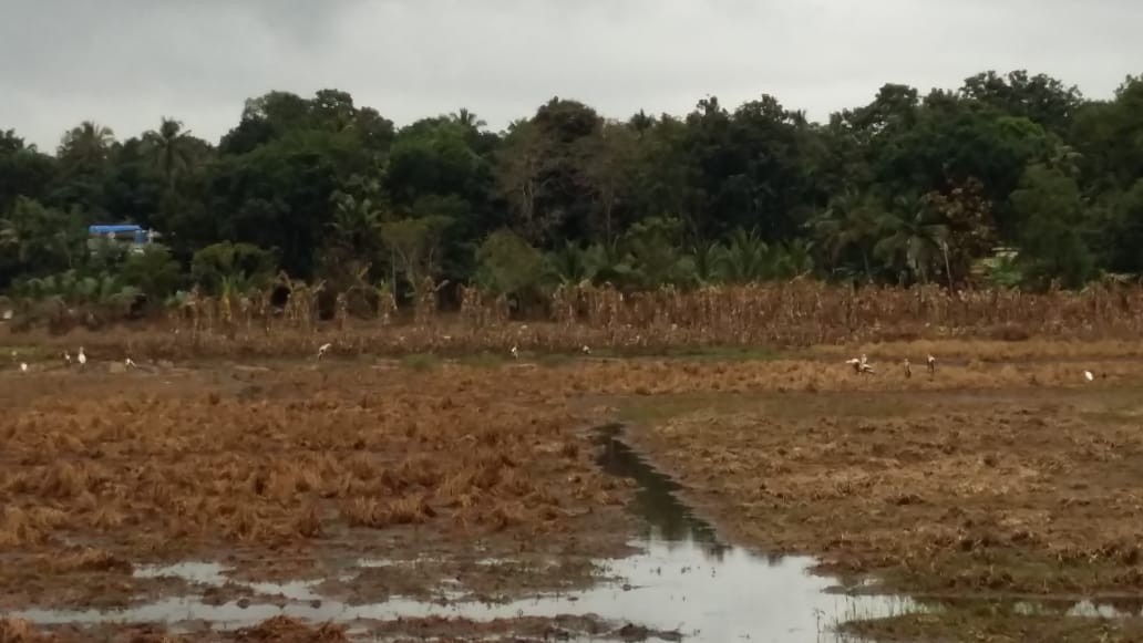 インドトキコウ - ML112621281