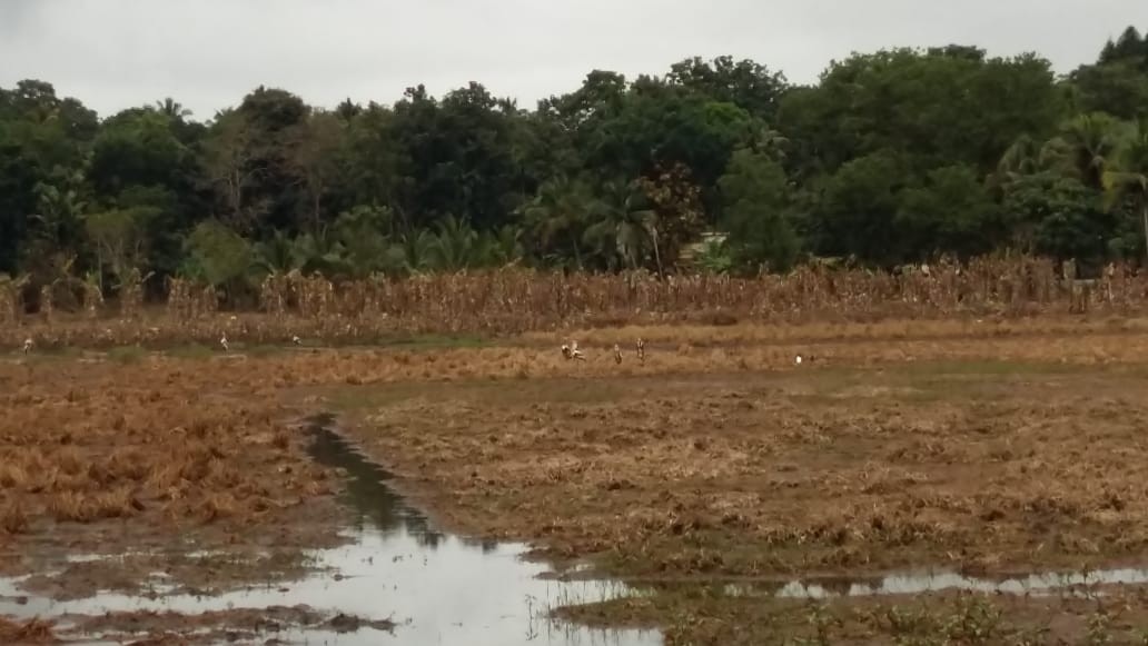 Painted Stork - ML112621291