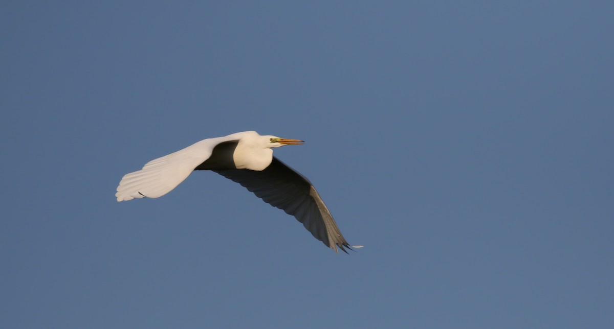 Great Egret (alba) - Jay McGowan