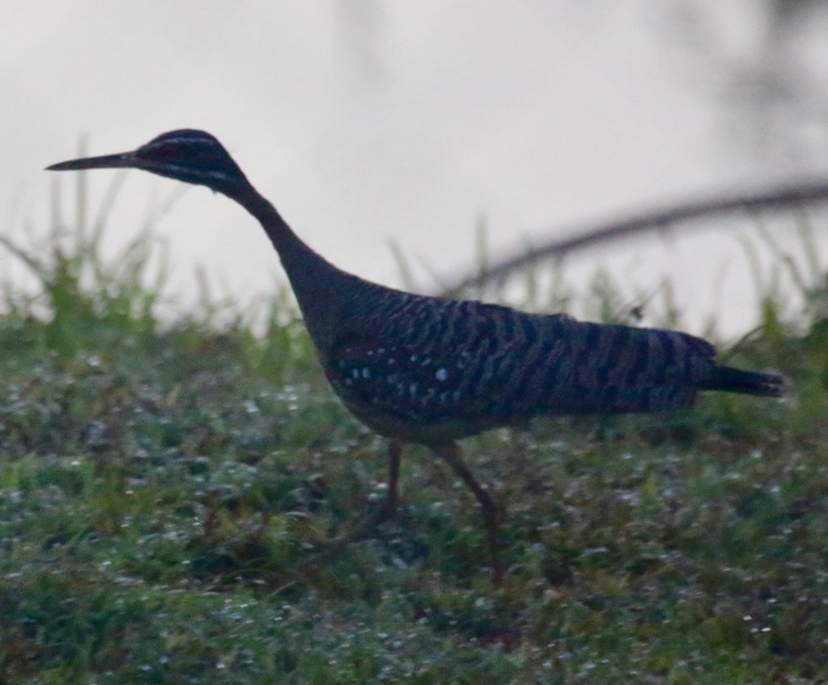 Sunbittern - ML112623161