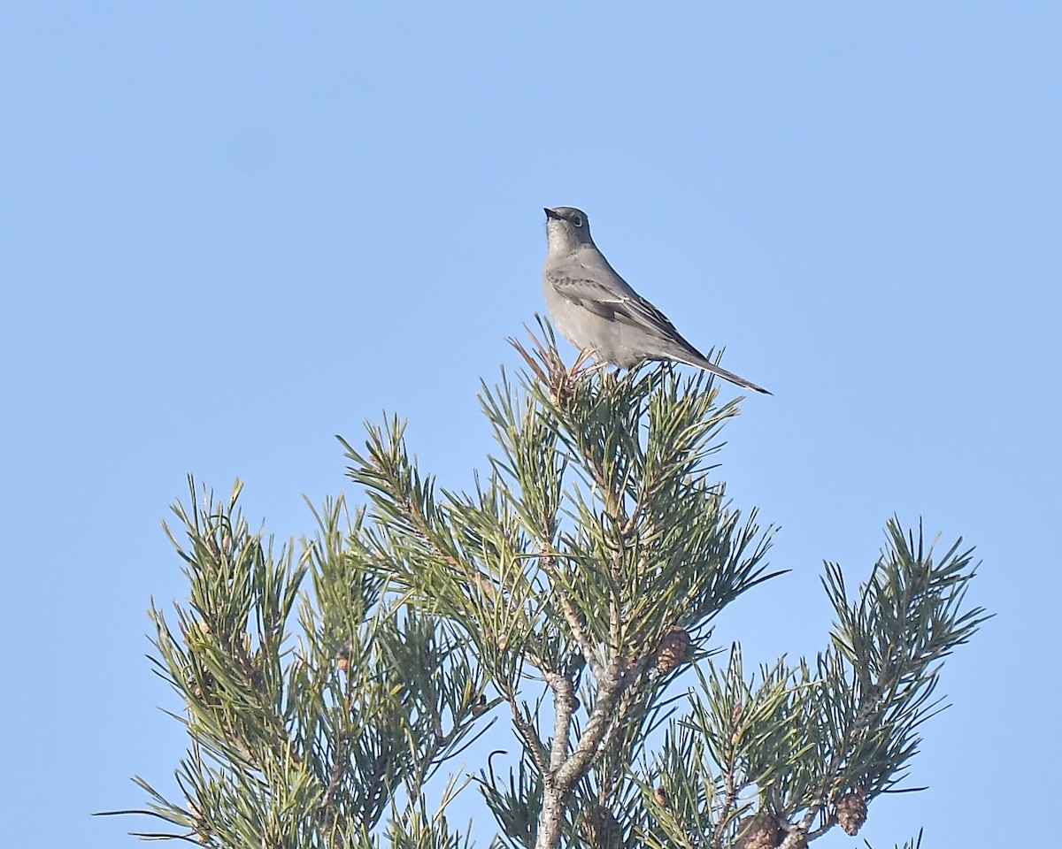 Townsend's Solitaire - Ed McAskill