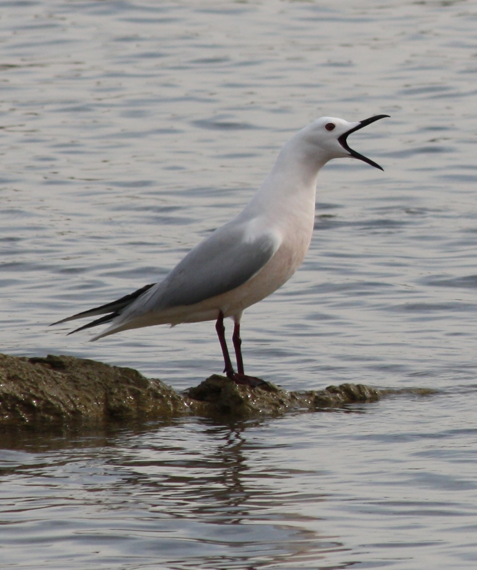 Slender-billed Gull - ML112623501