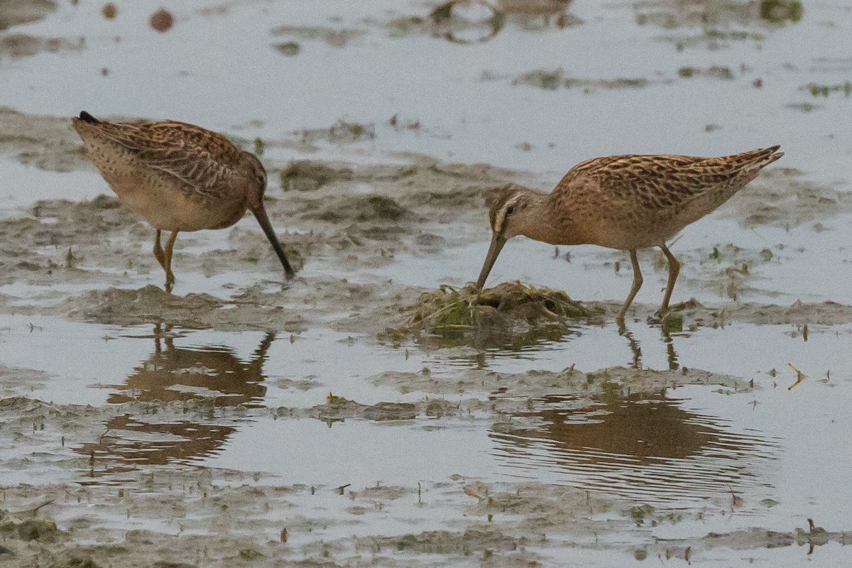 Short-billed Dowitcher - ML112623851