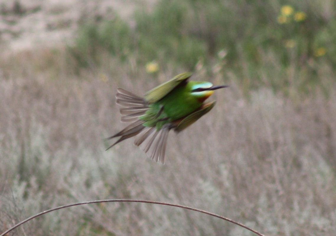 Blue-cheeked Bee-eater - Christian Goenner