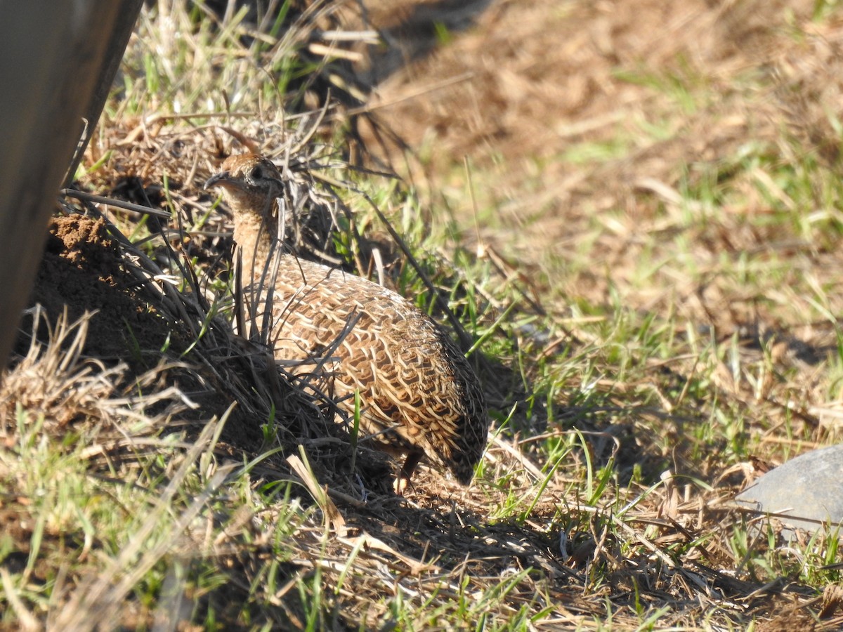 Chilean Tinamou - ML112624361