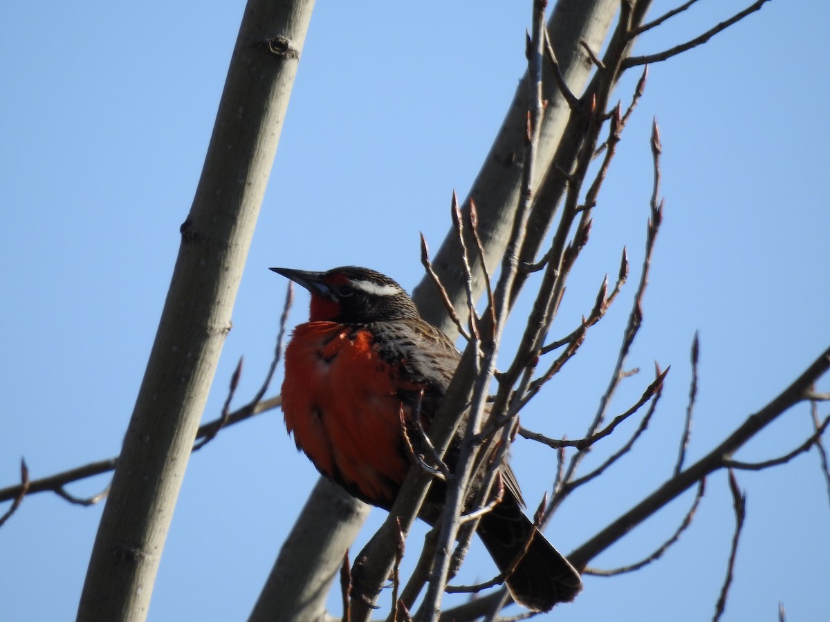 Long-tailed Meadowlark - ML112624441