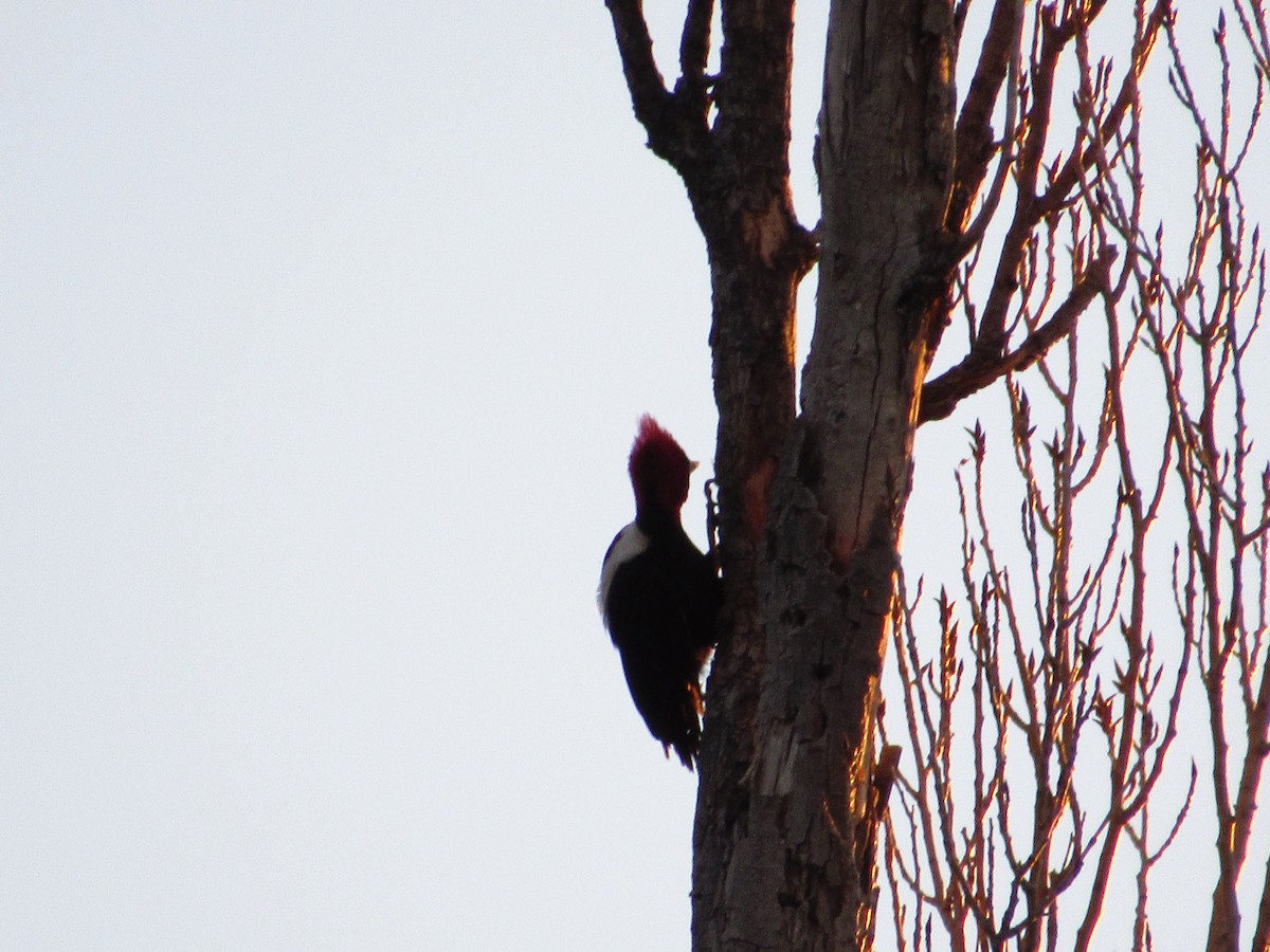 Cream-backed Woodpecker - samuel olivieri bornand