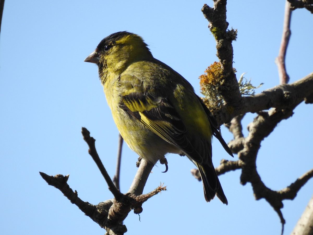 Black-chinned Siskin - ML112624921