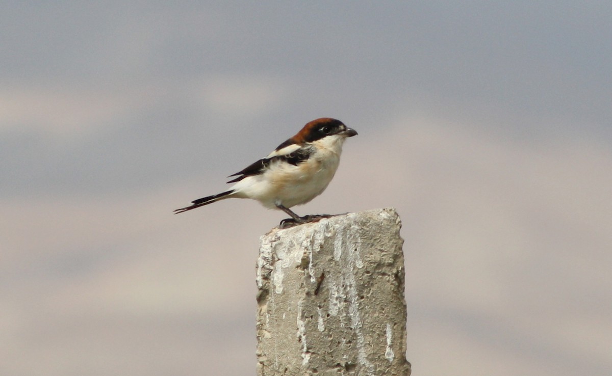 Woodchat Shrike - ML112625481