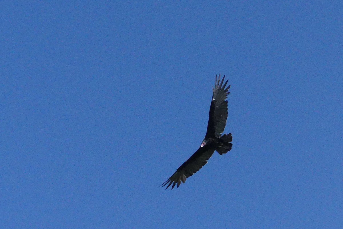 Turkey Vulture - ML112625661