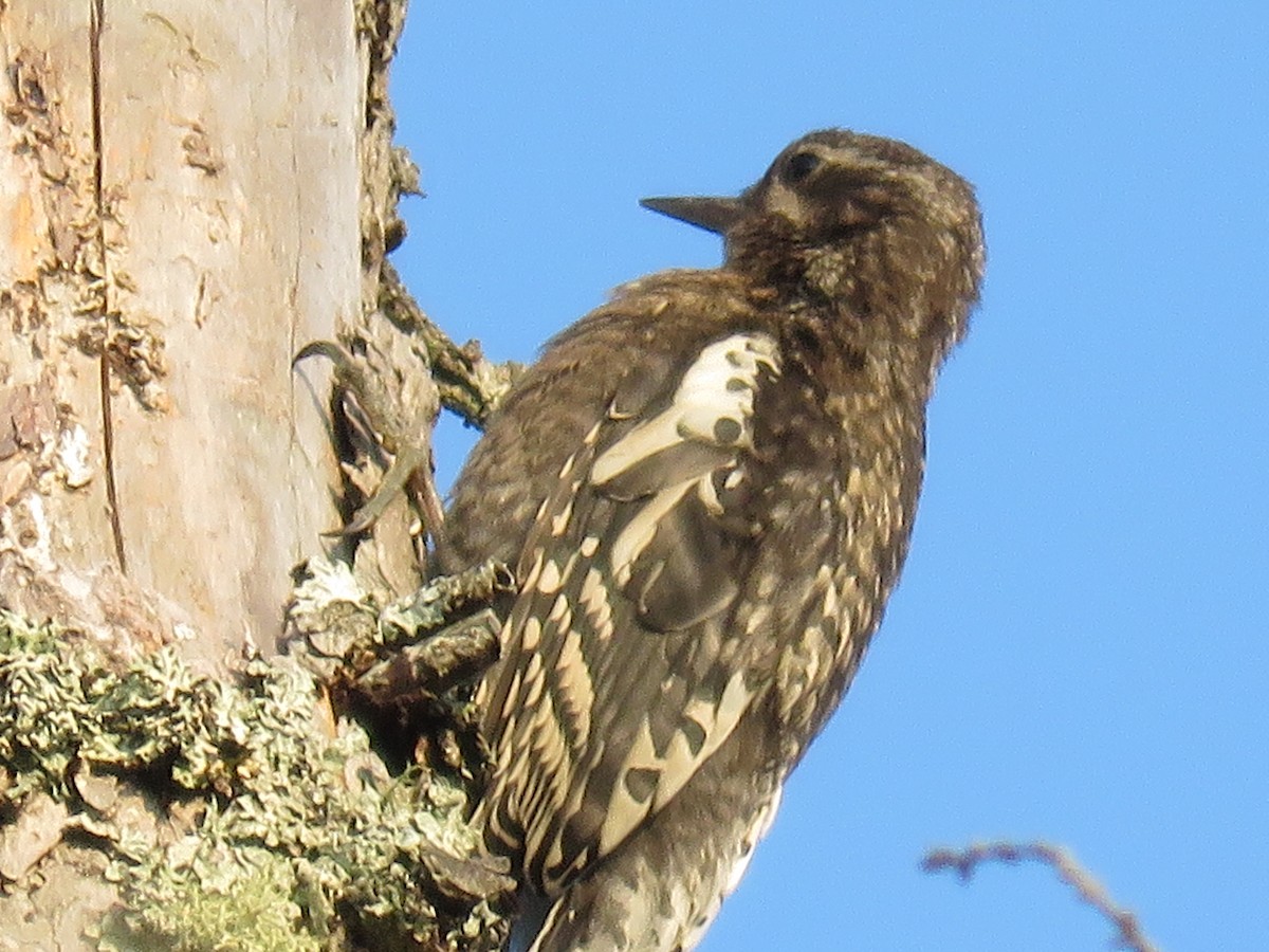 Yellow-bellied Sapsucker - ML112626541