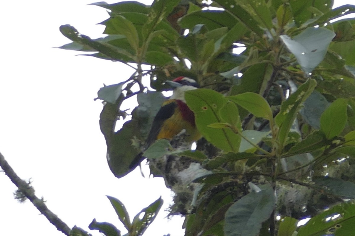 Scarlet-banded Barbet - ML112627101