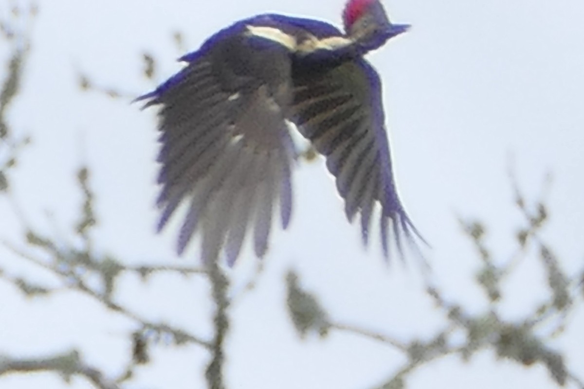 Lineated Woodpecker - ML112627201