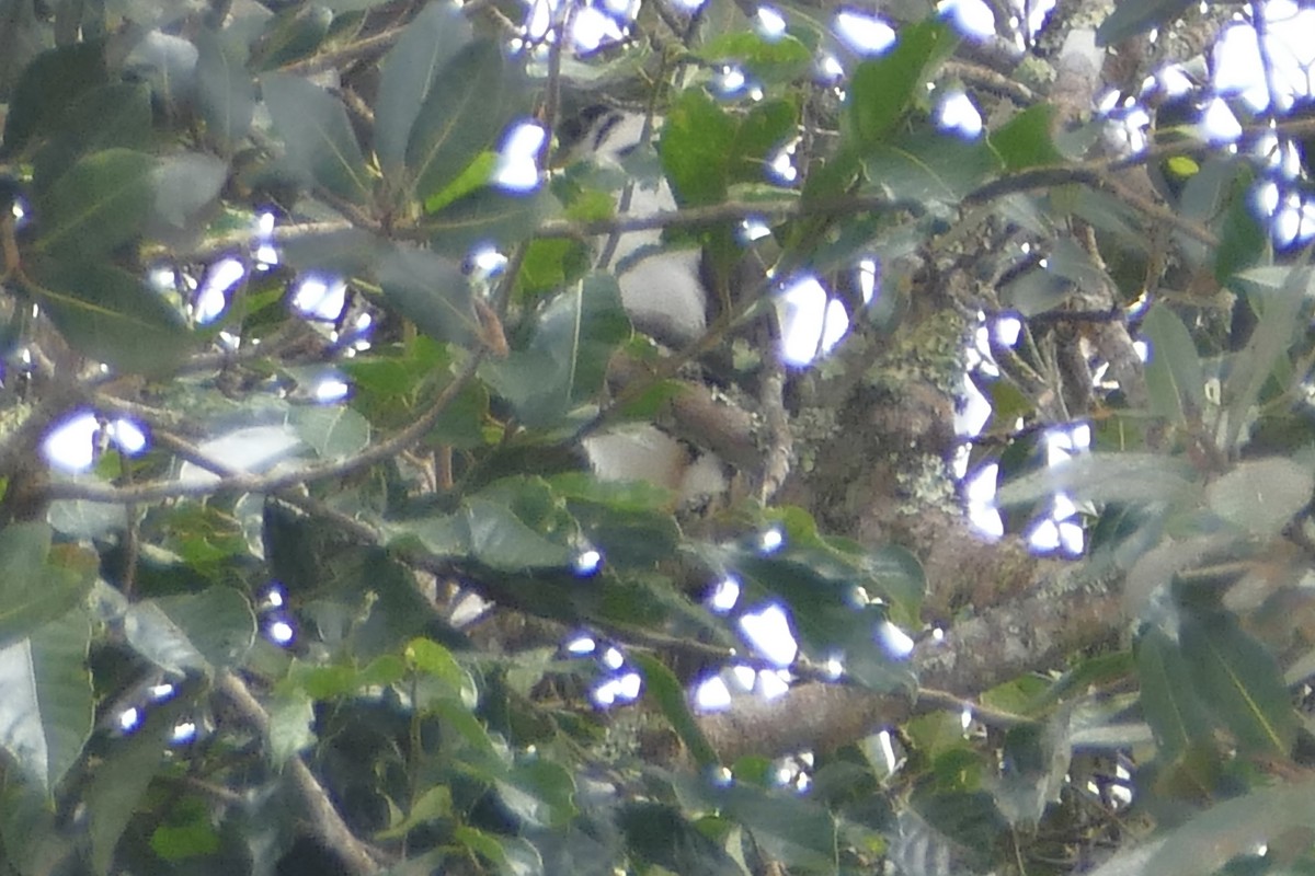 Buckley's Forest-Falcon - ML112627231