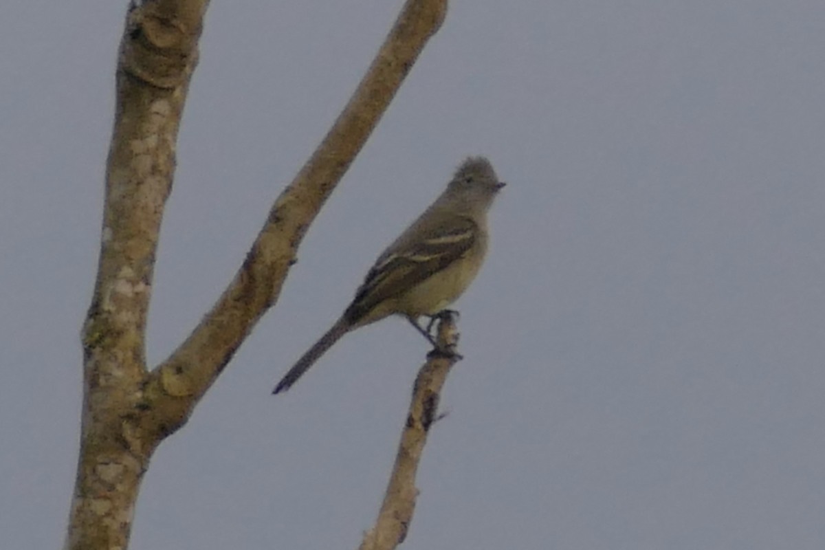 Yellow-bellied Elaenia - ML112627271