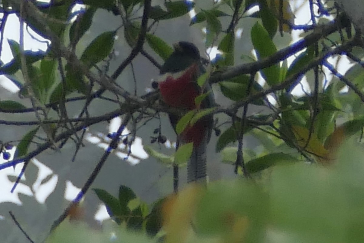 Collared Trogon - ML112627291