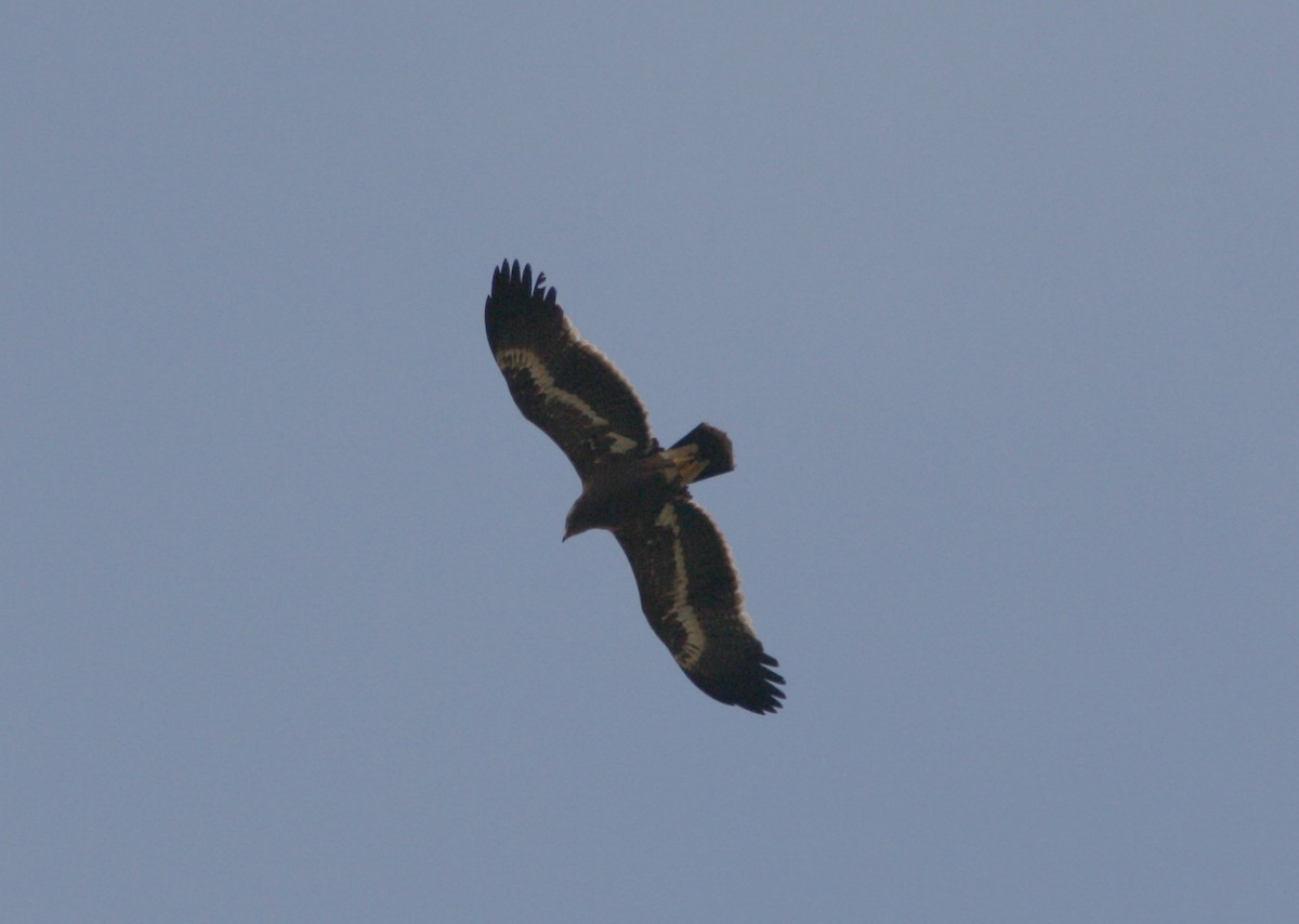 Steppe Eagle - Christian Goenner