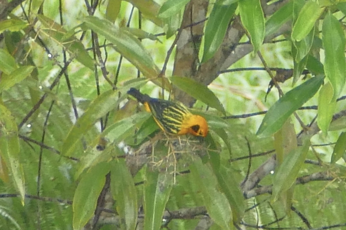 Golden Tanager - ML112627701