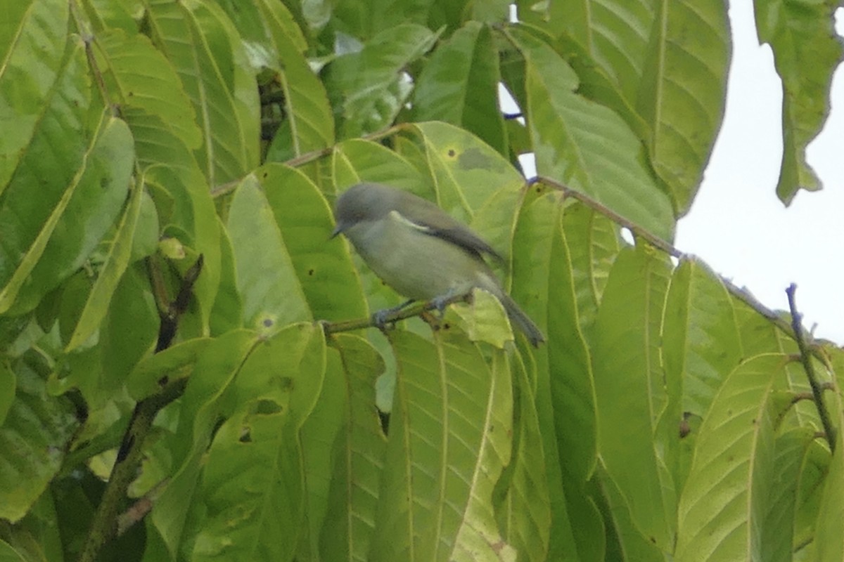 Black-faced Dacnis - ML112627961