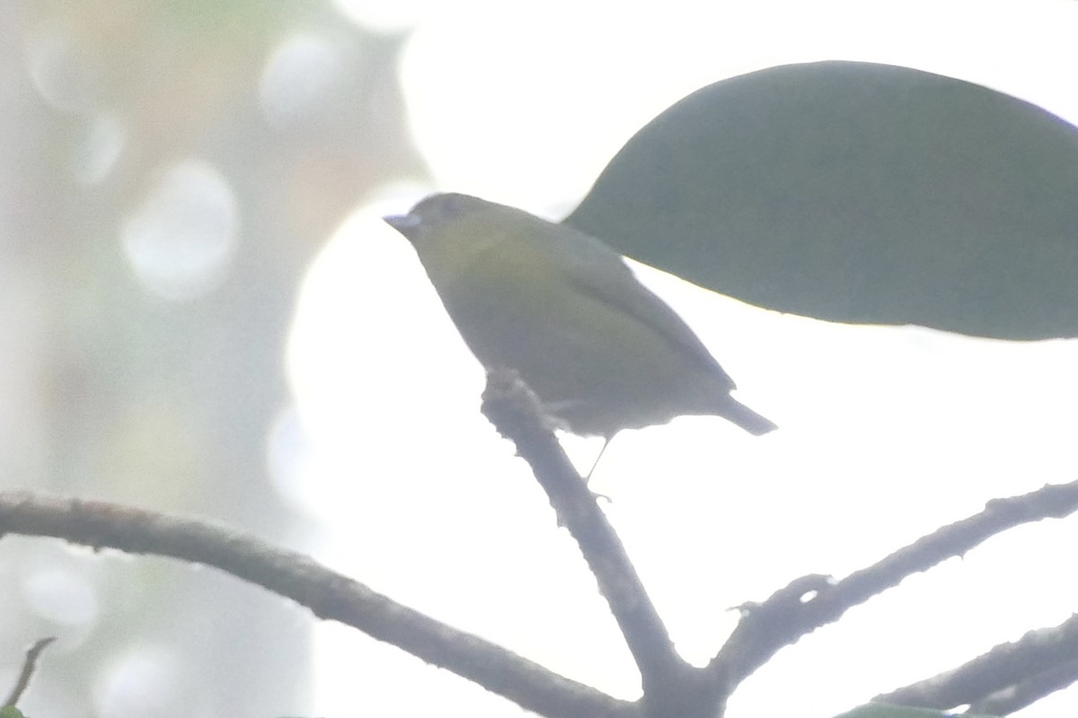 Bronze-green Euphonia - ML112627991