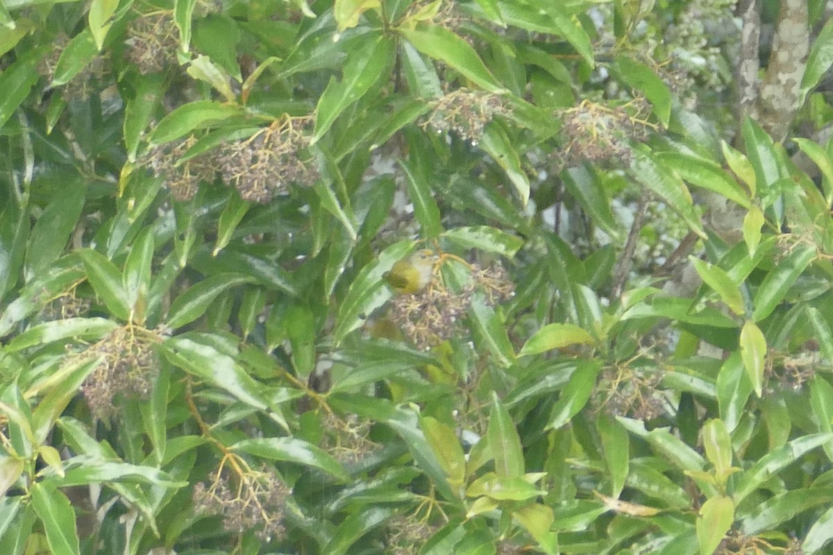 Orange-bellied Euphonia - ML112628021