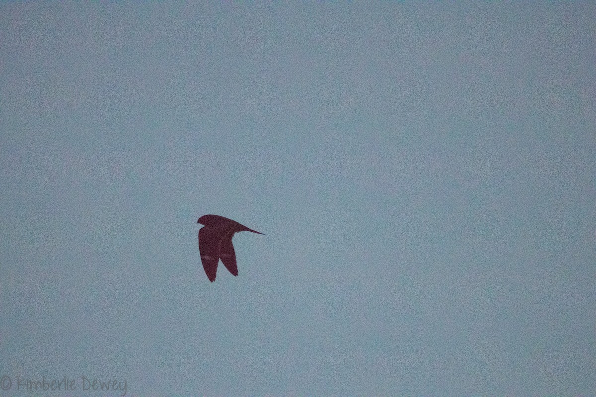 Common Nighthawk - ML112628401