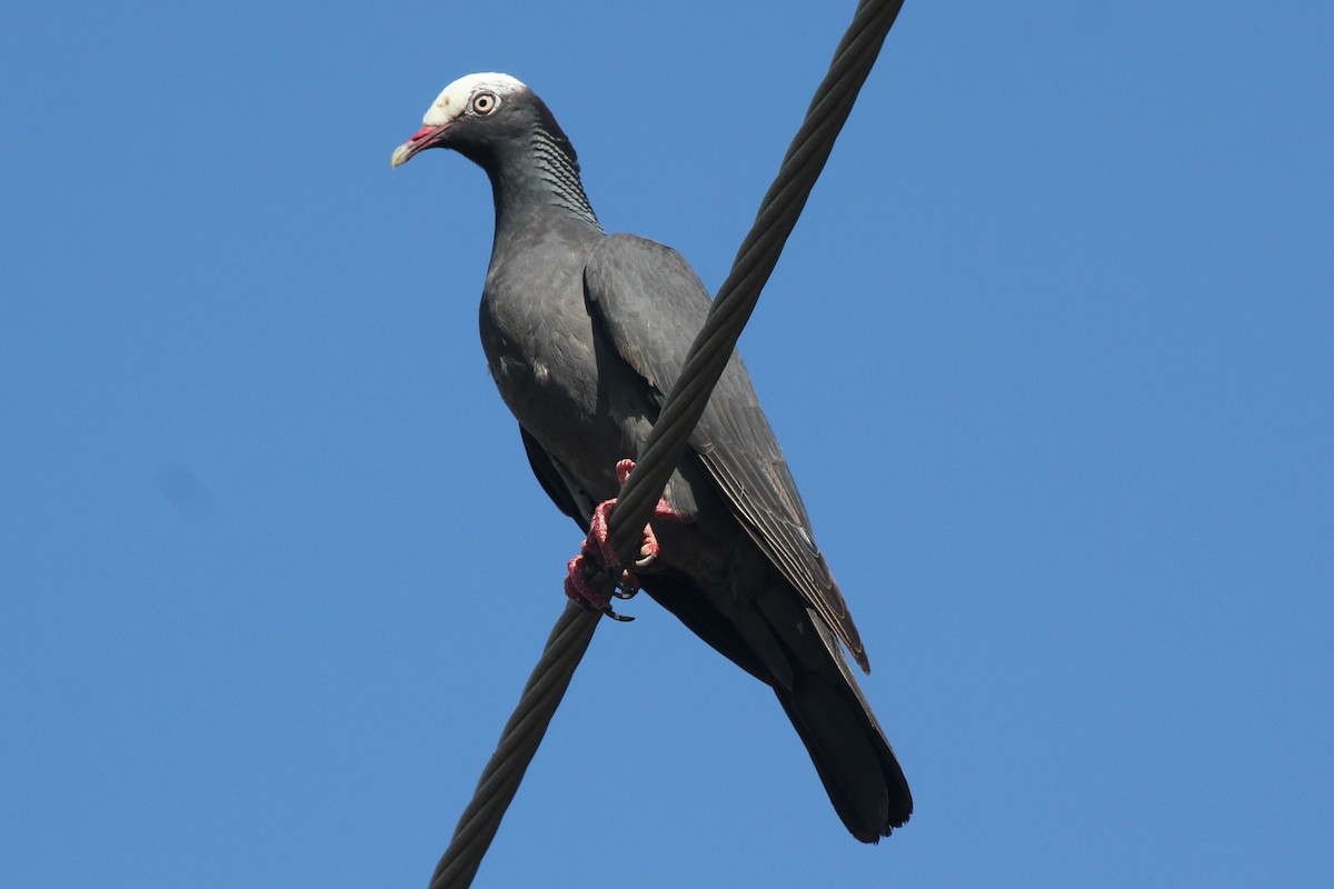 White-crowned Pigeon - James (Jim) Holmes