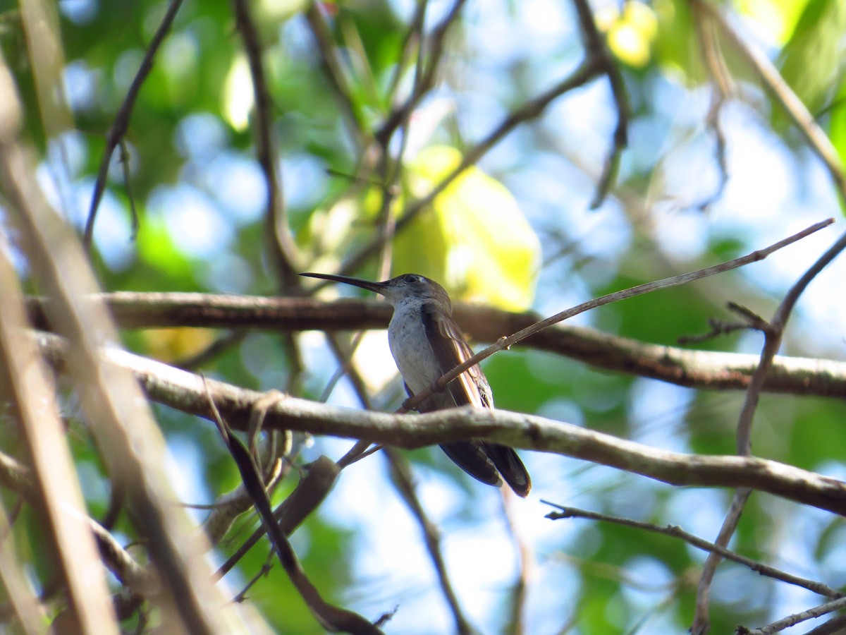 kolibřík šedoprsý - ML112630391