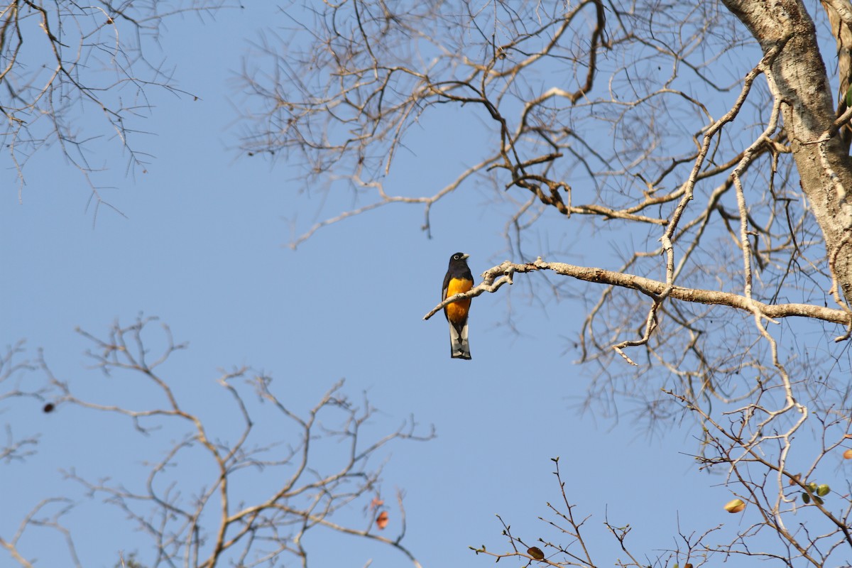 Trogon à queue blanche - ML112630631