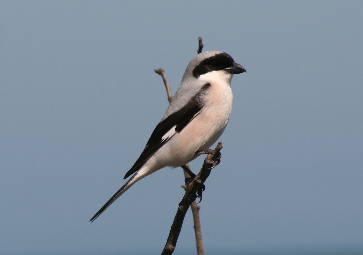 Lesser Gray Shrike - ML112631291