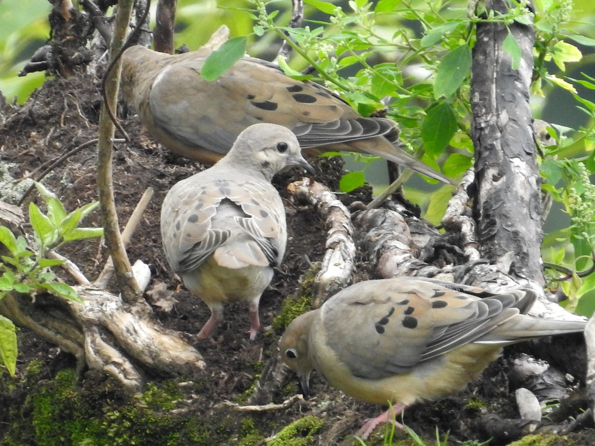 Mourning Dove - ML112631351