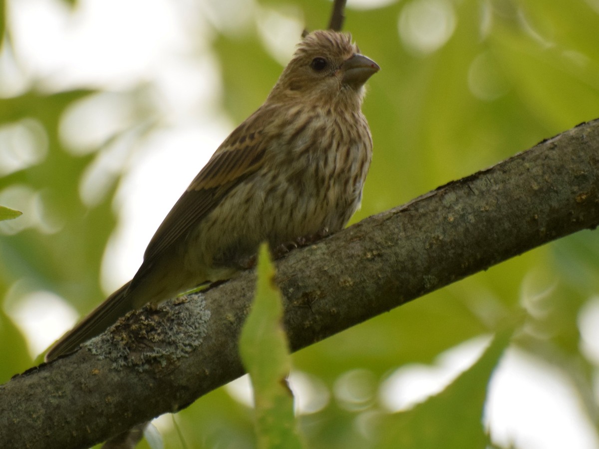 House Finch - Doug Emlin