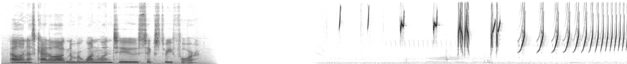 Botteri's Sparrow (Botteri's) - ML112634