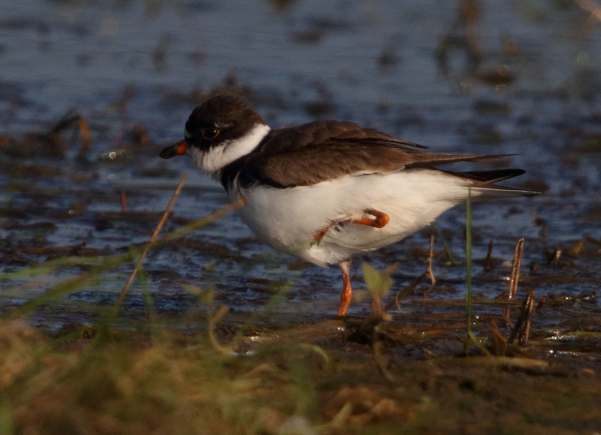 Semipalmated Plover - ML112634001