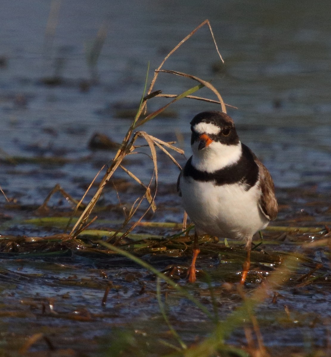 Semipalmated Plover - ML112634181