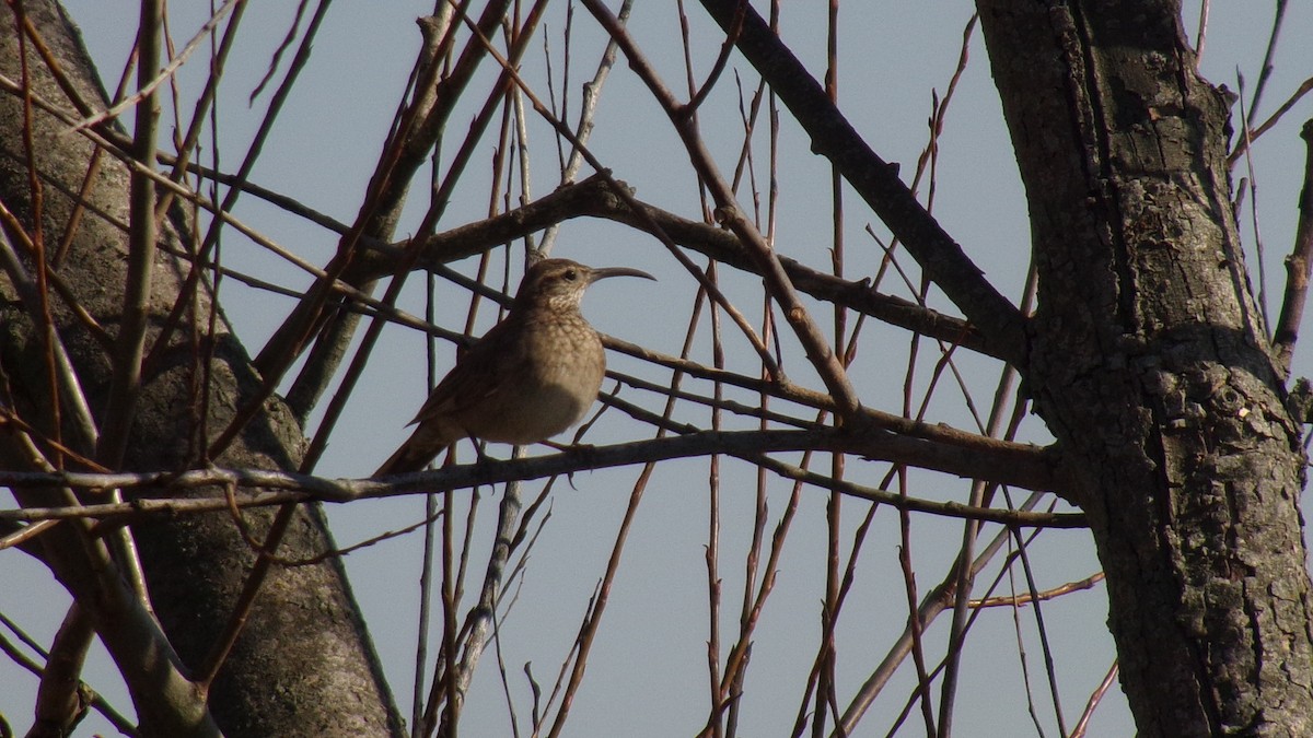 Scale-throated Earthcreeper - ML112634421