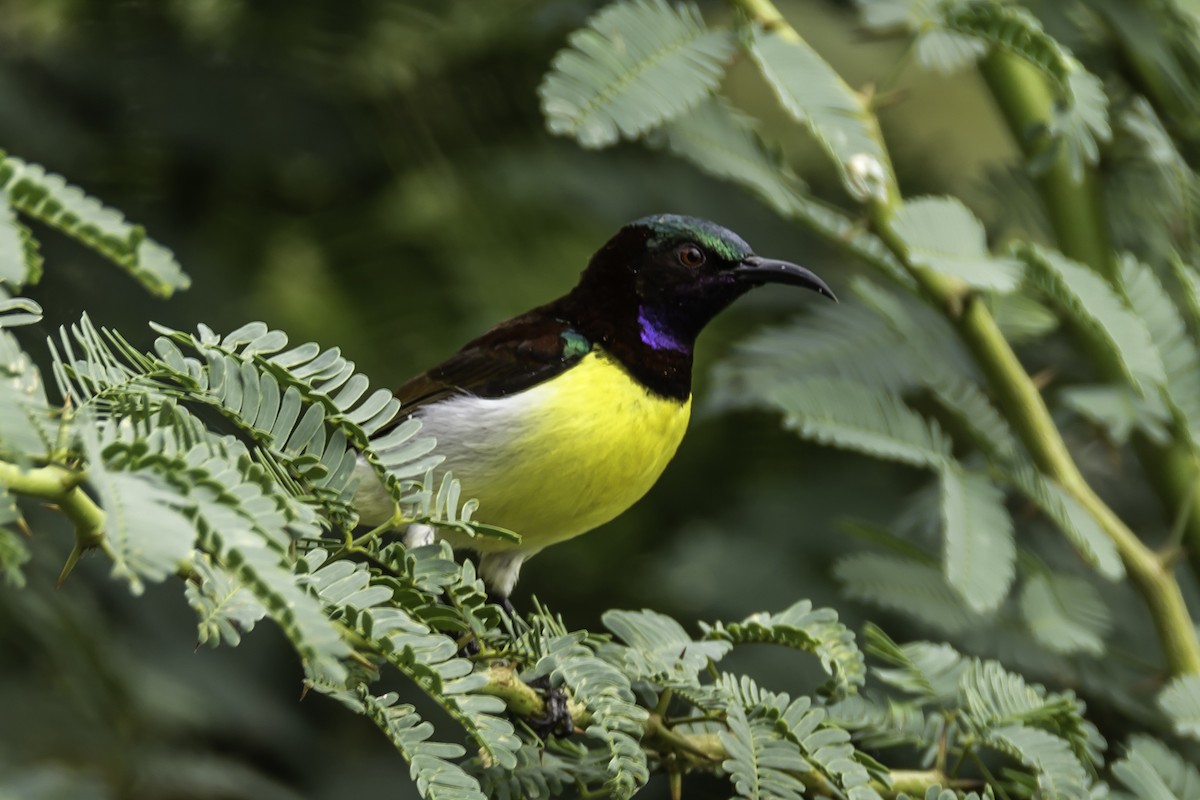 Purple-rumped Sunbird - ML112635021