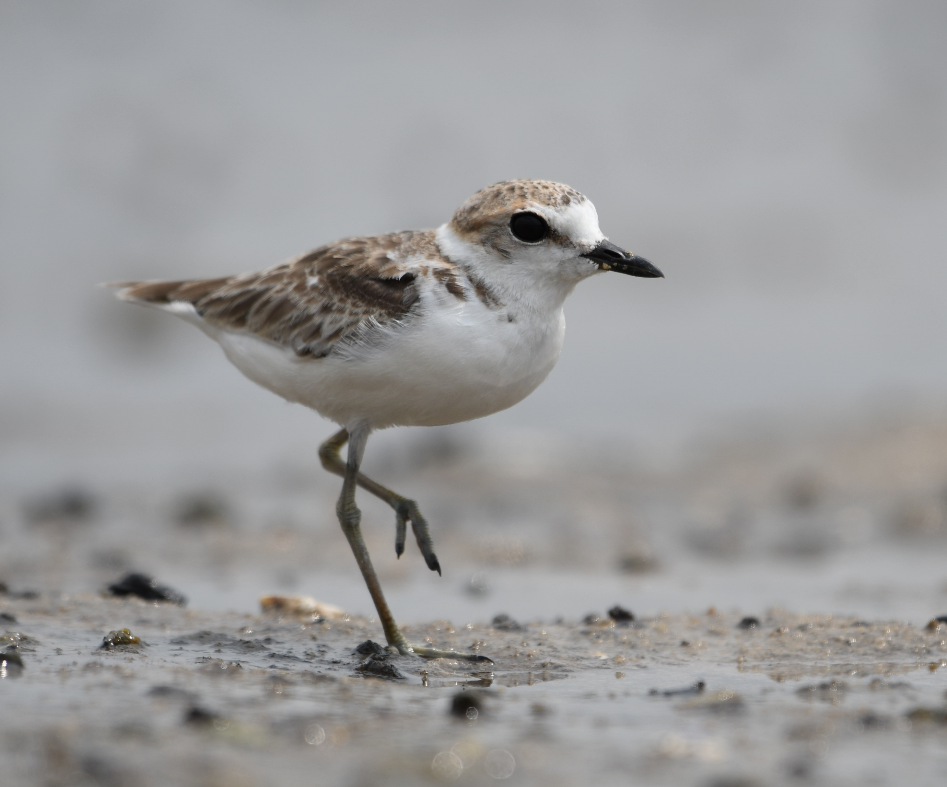 Malaysian Plover - ML112635611