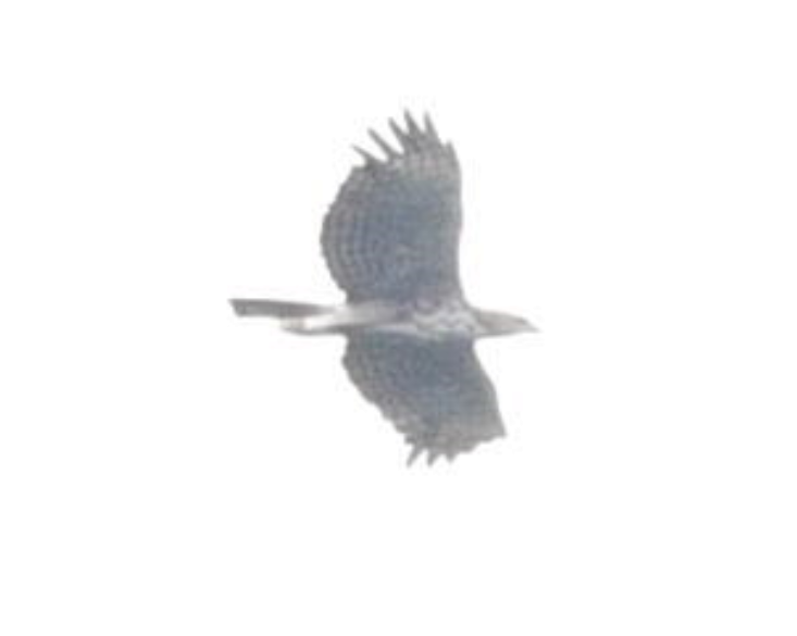 Changeable Hawk-Eagle (Changeable) - Hong Yao Lim