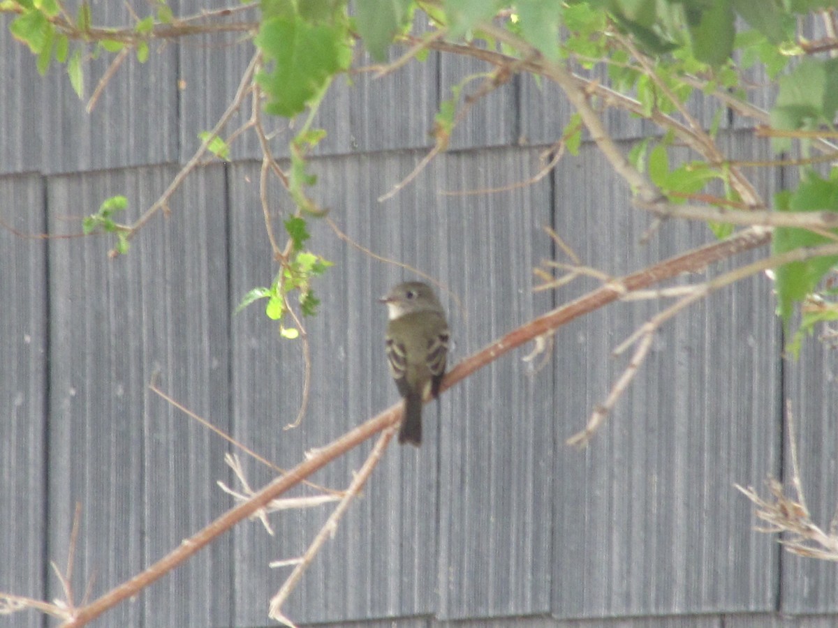 Hammond's Flycatcher - Carl Lundblad