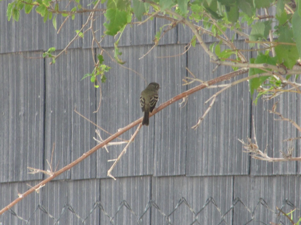 Hammond's Flycatcher - Carl Lundblad