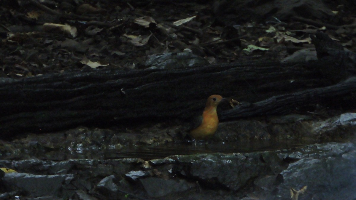 Orange-headed Thrush - ML112635901