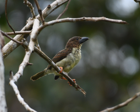 Sooty Barbet - ML112636001