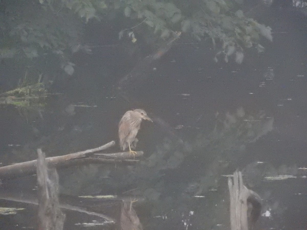 Black-crowned Night Heron - Aaron Hulsey