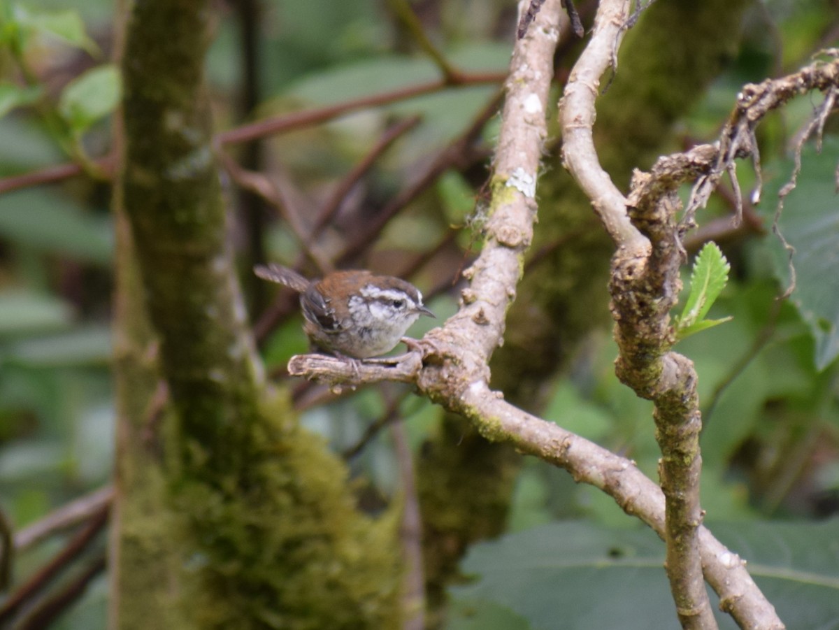 Timberline Wren - ML112637871