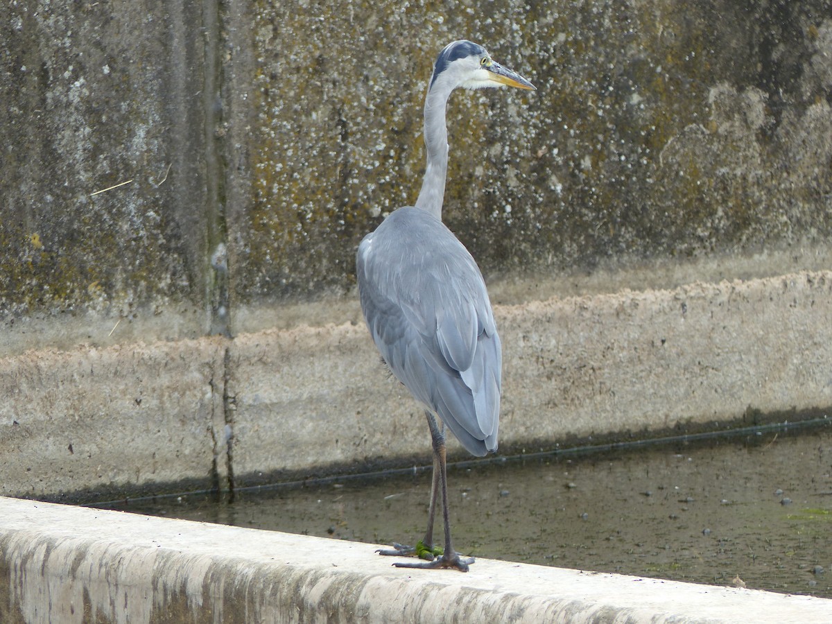 Хөх дэглий - ML112638851