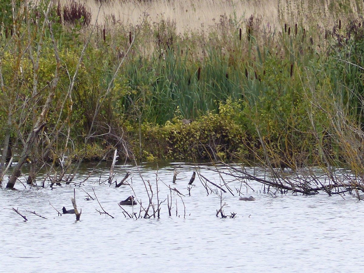 Marbled Duck - ML112639251