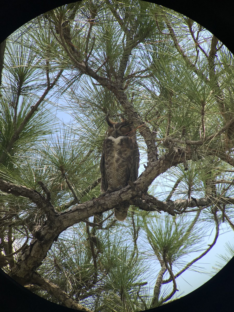 Great Horned Owl - ML112642841