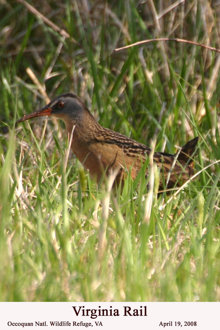 Virginia Rail - ML112642881